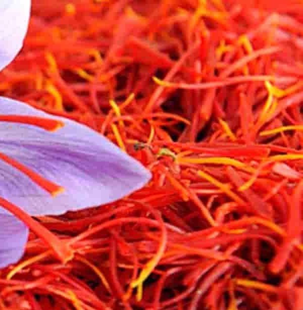 Free saffron 1 gram
