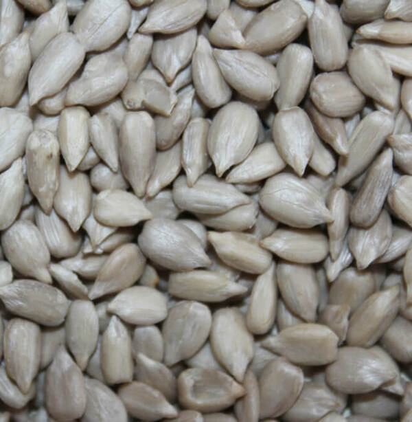 Graines de tournesol en vrac - Sunflower seeds