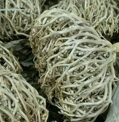عشبة كف مريم