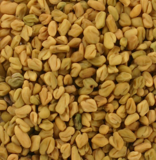 Graines de Fenugrec - fenugreek seeds