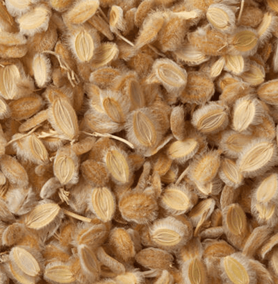 Cumin soufi (kamoun soufi)