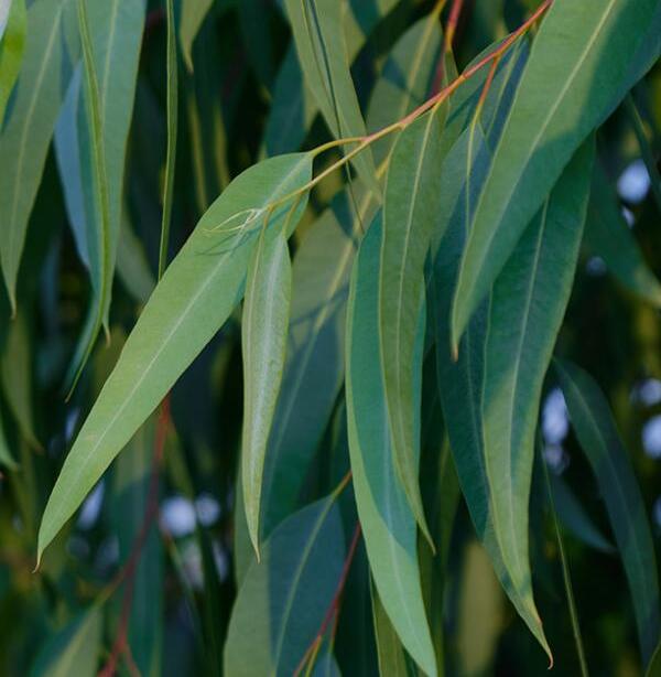 Feuilles d'eucalyptus - hojas secas de eucalipto